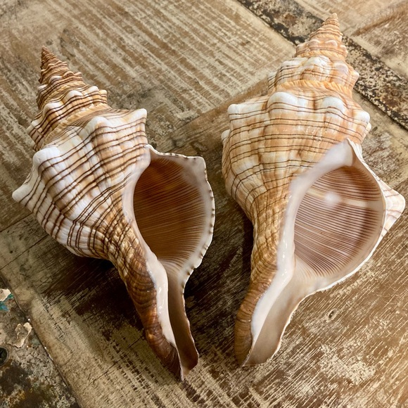 2 Seashells Cream / Light Orange / Brown Neutral Decor Beach Shell Nautical - Picture 5 of 10